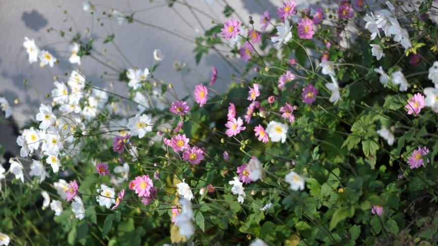 Flowers in the sunshine