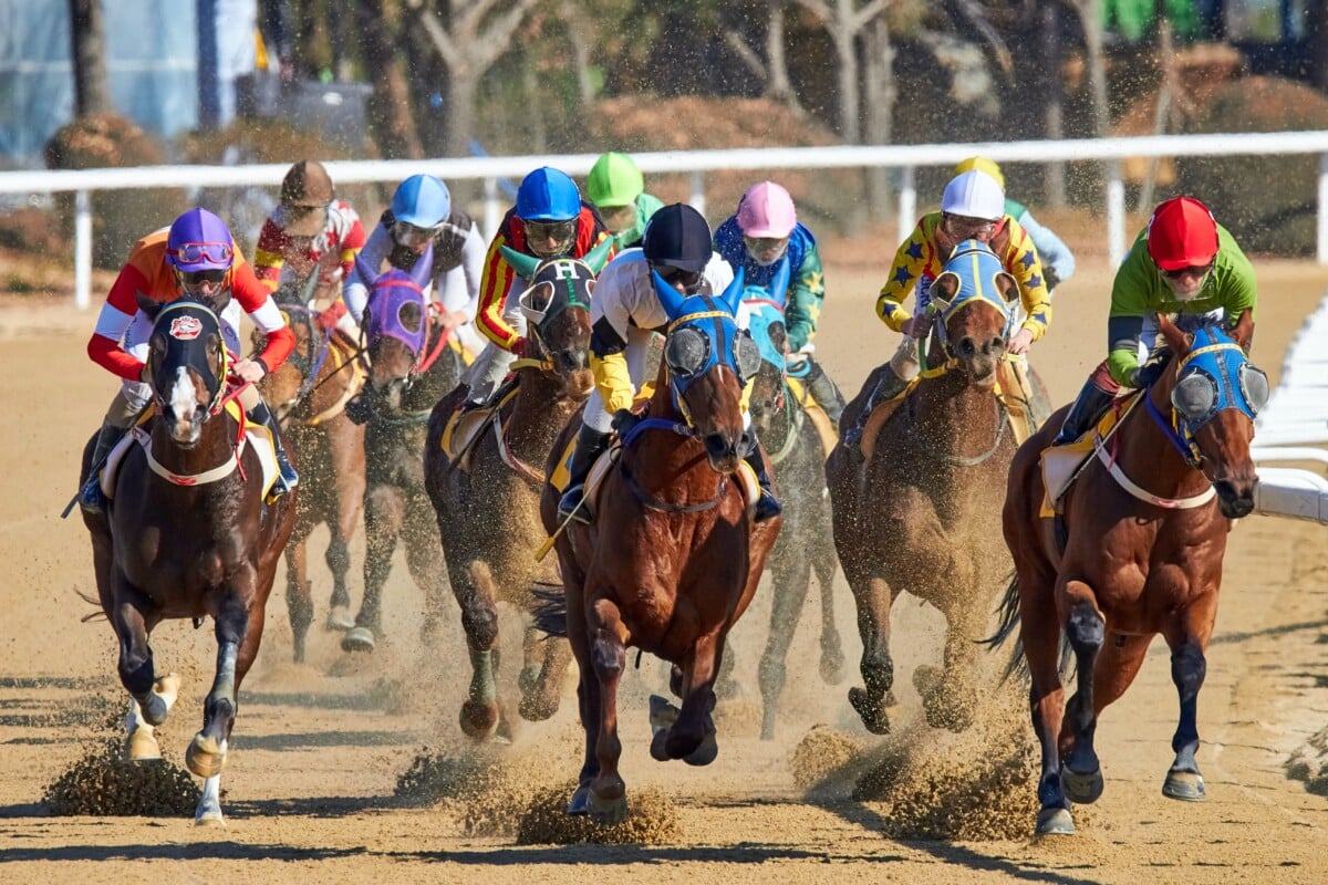 Horse Racing Photo